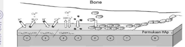 Gambar 4 fenomena antarmuka antara HA dengan sel tubuh (Suryadi 2011). 