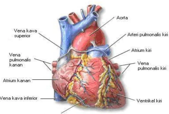 Gambar 1 : Anatomi sistem sirkulasi  (Sumber: Guiton, 1992) 