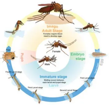 Gambar II.1 Siklus hidup nyamuk 