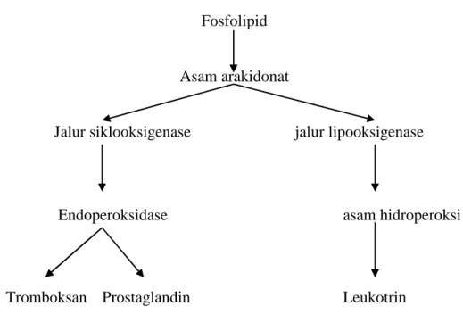 Gambar 1.Metabolisme asam arakhidonat dan mediator-mediator peradangan 