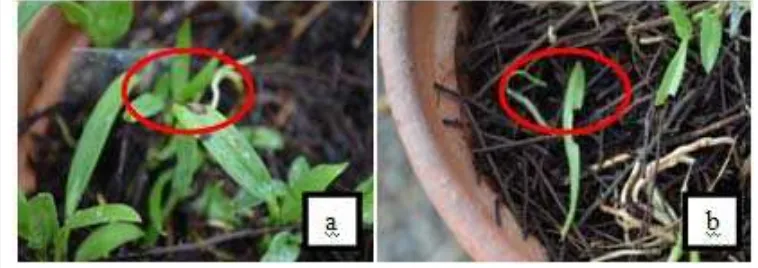 Gambar 3 (a) Planlet anggrek Dendrobium spectabile terserang hama tungau 