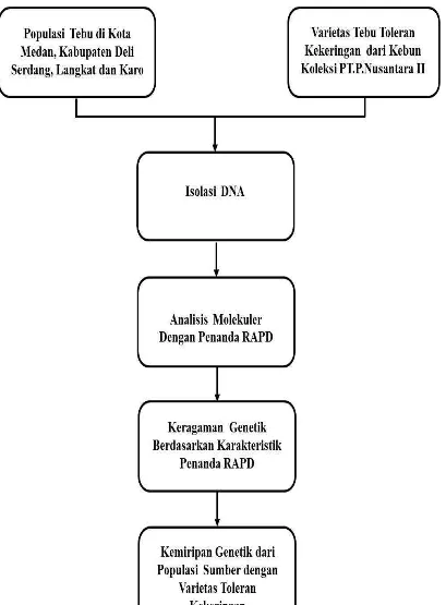 Gambar 1. Bagan alir penelitian identifikasi kemiripan genetik beberapa genotipe  tebu (Saccharum spp.) Sumatera Utara dengan varietas PS 864 dan PSJT 941 toleran kekeringan menggunakanRAPD 
