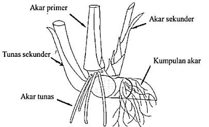 Gambar 3.Bagiandaun(dilepasdari batang)(Miller  et al., 2012). 
