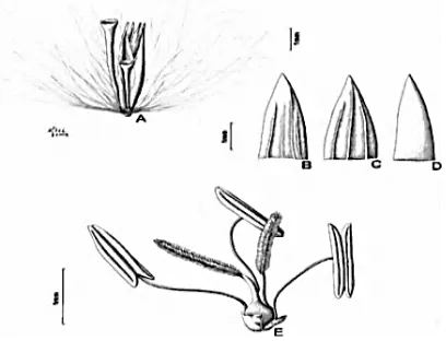 Gambar 5. Diagram propagul  Saccharum spp.:a. propagul lengkap,koma cupulate, pedikel kosong dan rachilla ditambah spikelet sessile,b