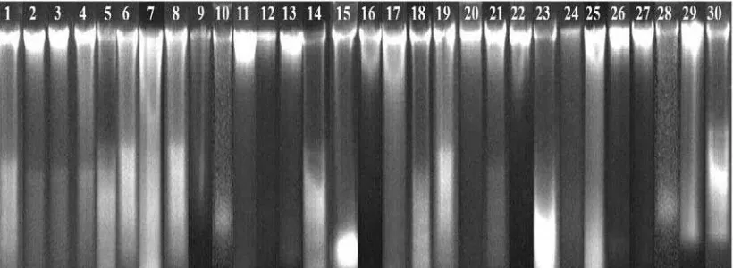 Gambar 6. Profil uji kualitas DNA 30 aksesi Saccharum spp.dari beberapa lokasi di Sumatera Utara (Lajur 1-30 seperti pada Tabel 2)