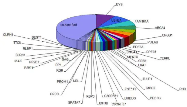 Figure 6. All identified RP genes  