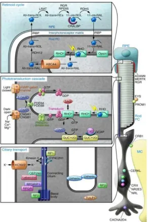 Figure 7. Three major processes in human rod photoreceptor cells 