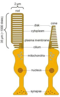 Figure 2. The photoreceptor cells: rod and cone 