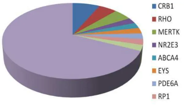 Figure 44. All identified mutations in Indonesian RP patients  CRB1  mutation has the largest percentage among other disease causing genes 