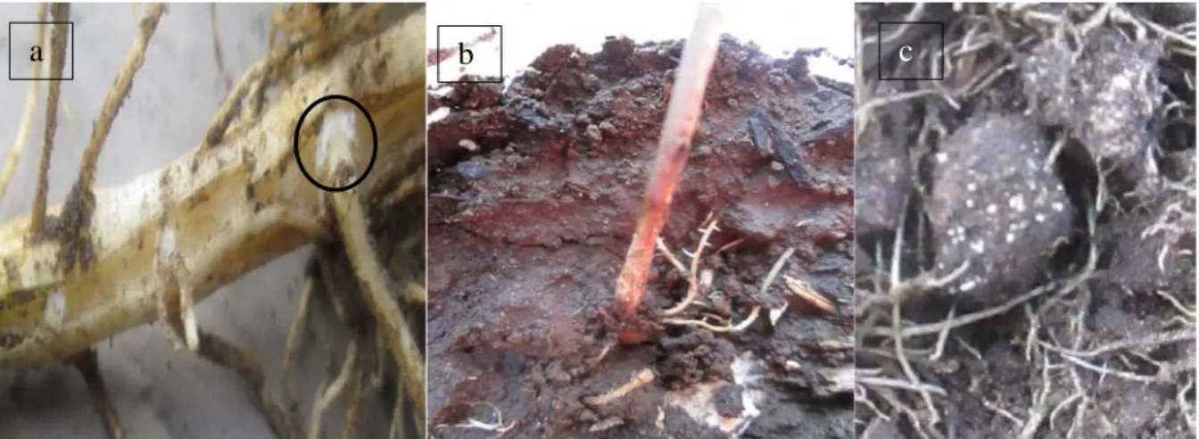 Gambar 1.Gejala serangan S. rolfsii di lapangan (a) pangkal batang terinfeksi di selimuti  miselia (b) pangkal batang terinfeksi berwarna kecoklatan     (c)  pertumbuhan sclerotia muda pada tanah di sekitar perakaran terinfeksi