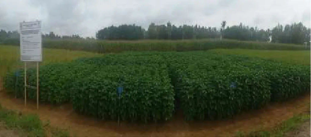 Gambar 18. Teknik pemberian Kapur (dolomit) 4 ton/ha ditambah NPK  rekomendasi dengan pemberian pembenah tanah biochar dosis 5 ton/ha 