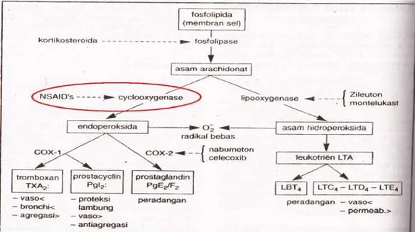Gambar 2.5 Diagram Perombakan Asam Arachidonat (Tan dan Rahardja, 2002). 