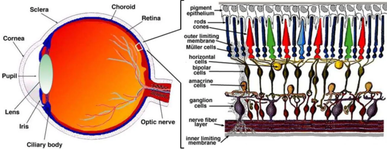 Figure  1.  Anatomy  of  the  eye  and  retinal  structure.  Structure  of  the  eye  and  the  retina,  which  consists  of  many  different  cell  layers