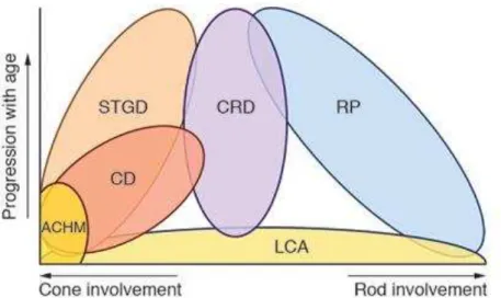 Figure  2. Classification of IRDs according to age progression and cell involvement. There are two kind of  photoreceptor cells involvement: rod and cone