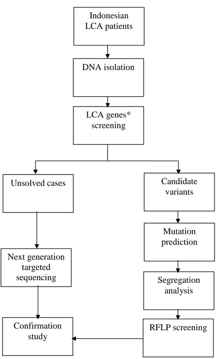 Figure  5.  Schematic  representation  of  diagnostic  study  workflow.  *LCA  genes  screened  in  this  study  are  CEP290 (c.2991+1655A&gt;G), CRB1  (exon 7 &amp; 9),  GUCY2D (exon12), and  AIPL1 (exon 6)
