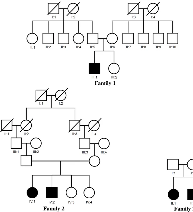 Figure 7. Pedigrees of the families analyzed in this study. Three Indonesian families were participated in this  study