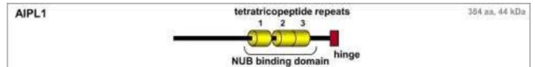 Figure  14.  AIPL1  protein  domain  structures.  (Adapted  from:  den  Hollander,  et  al.)  AIPL1  is  a  44  kDa  protein whixh is interacting with NUB, NEDD8 Ultimate Buster 1 (NUB1) protein