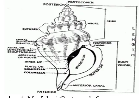 Gambar 1. Morfologi Gastropoda SecaraUmum (Dharma, 1988).