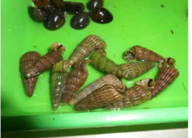Gambar 3.4. Cerithidea djadjarensis