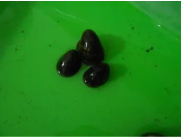 Gambar 3.10. Neritina turrita