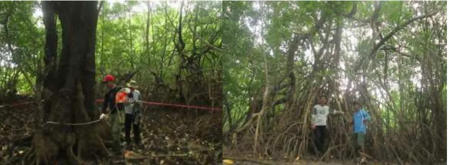 Gambar 5. Kondisi visual mangrove di Desa Bonea, Kecamatan Lasalepa, Kabupaten Muna, Sulawesi Tenggara (Sumber : Foto lapangan, 2013)