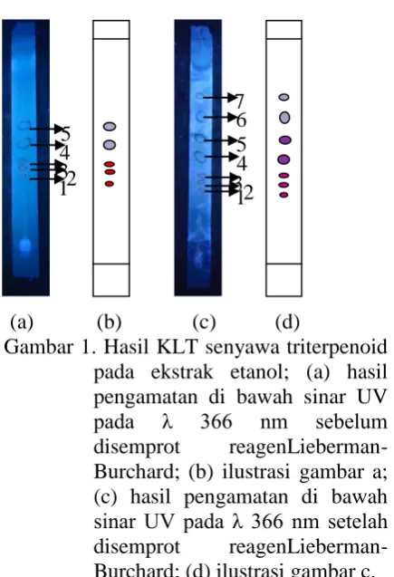 Gambar 1. Hasil KLT senyawa triterpenoid pada ekstrak etanol; (a) hasil pengamatan di bawah sinar UV 