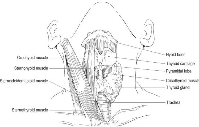 Gambar 2.1. Anatomi kelenjar tiroid.13 