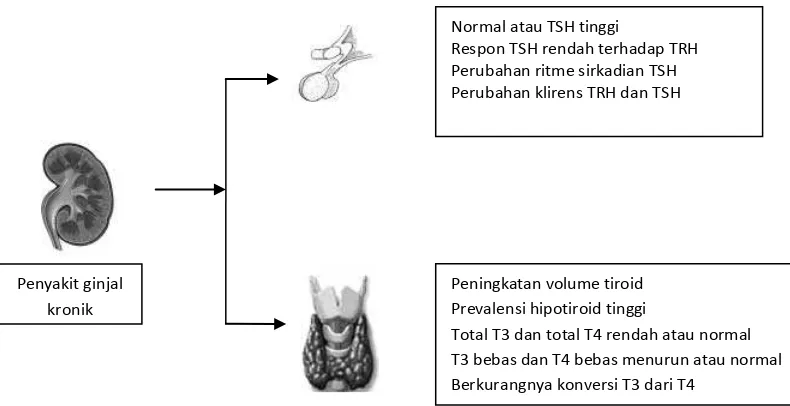 Gambar 2.6 Efek penyakit ginjal kronik pada aksis hypothalamus – pituitari – tiroid11 