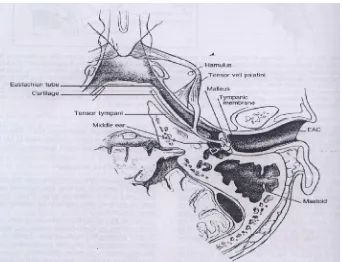 Gambar 2. Perlekatan muskulus tensor velli palatini di sepanjang dinding lateral tuba eustakius