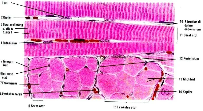 Gambar 1. Histologi otot rangkaEroschenko, VP. 2003. Atlas histologi di Fiore. Edisi 9.