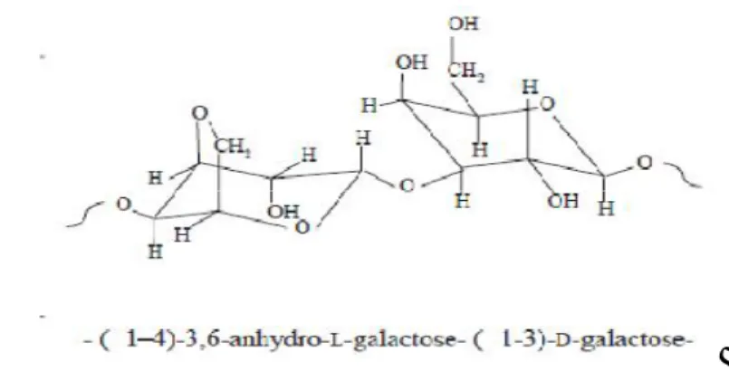 Gambar 1 Struktur agar-agar (Imeson 2010)  2.1.2 Limbah agar-agar 