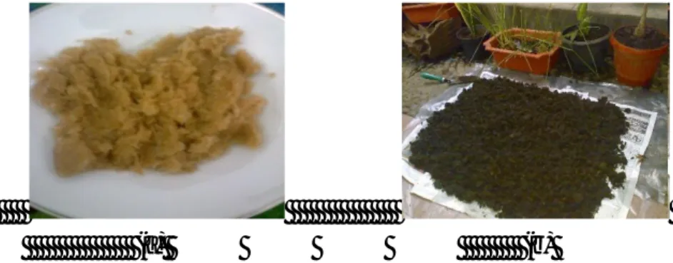 Gambar  6  Jenis  pupuk  yang  digunakan  dalam  penelitian  (a)  Limbah  agar- agar-agar (b) Pupuk kompos  