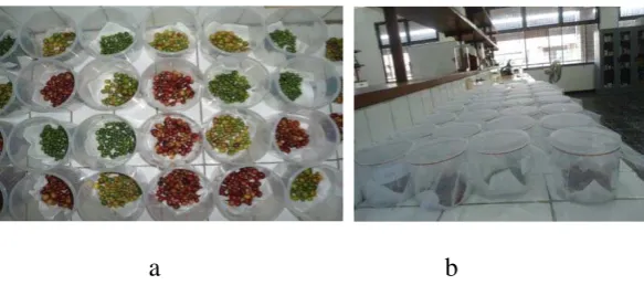 Gambar 4: a. dan b. Aplikasi B. bassiana di laboratorium 