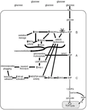 Gambar 2. Jalur-jalur gangguan biokimia endotel akibat hiperglikemia. 