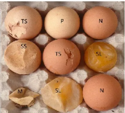 Gambar 2. Telur yang dihasilkan oleh ayam  yang  terinfeksi  EDSV.  TS= 
