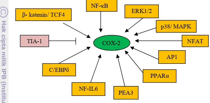 Gambar 1 menunjukkan faktor regulasi protein induser COX-2. 