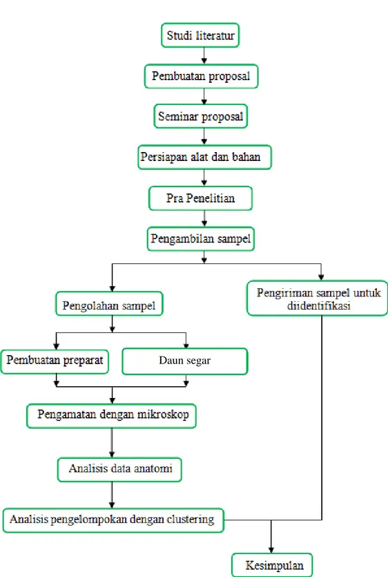 Gambar 3.1. Alur Penelitian Daun segar 