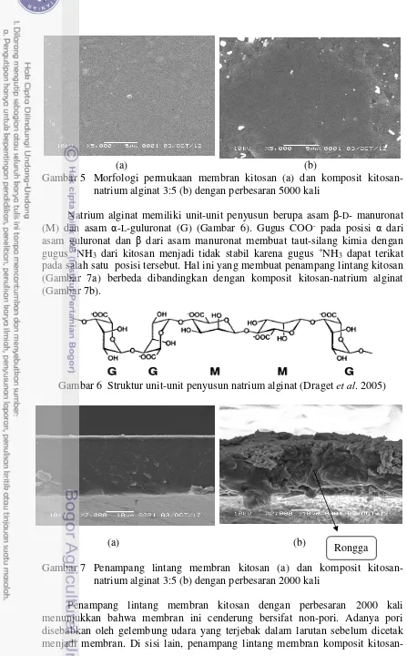 Gambar 5 Morfologi permukaan membran kitosan (a) dan komposit kitosan-