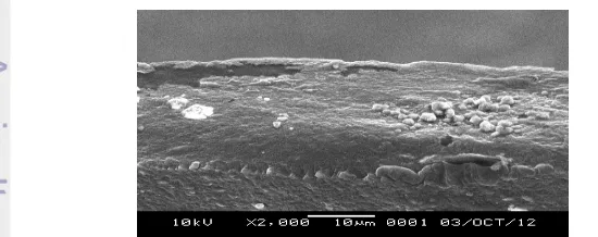 Gambar 10  Penampang lintang membran komposit kitosan-natrium alginat 
