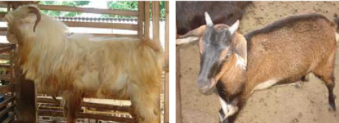 Gambar 1. Perbedaan antara kambing gembrong (kanan) dengan kambing kacang (kiri)