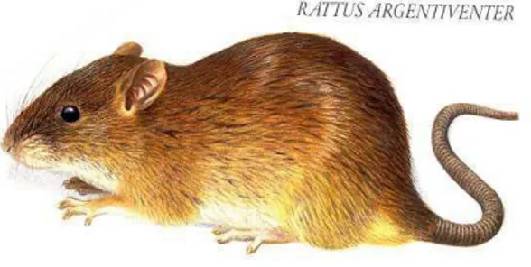 Gambar 1. Tikus Sawah (Rattus rattus argentiventer Robb &amp; Kloss.)  Sumber : www.planet-mammiferes.org 