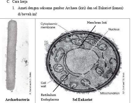 Gambar skematis struktur tubuh Eubacteria 