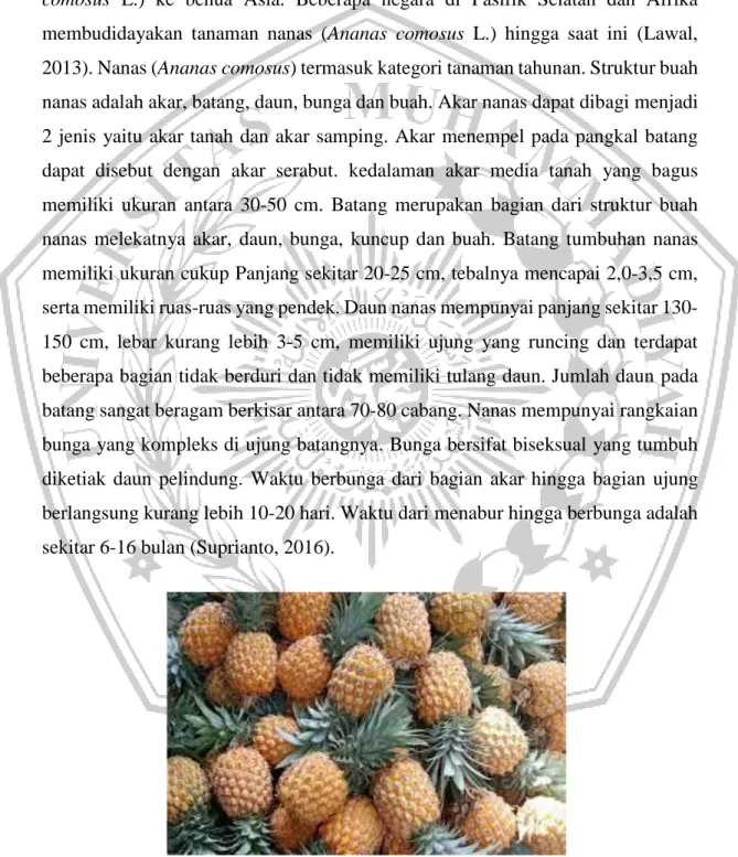 Gambar 3. Buah Nanas (Winasti, 2011) 