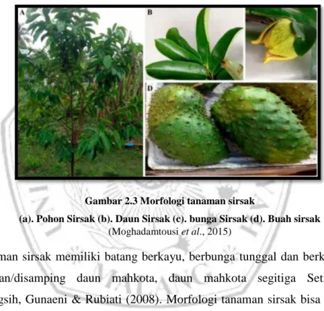 Gambar 2.3 Morfologi tanaman sirsak  
