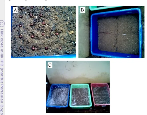 Gambar 4   Proses  penaburan  benih  cendana;  A)  penaburan  benih,  B)  penutupan  benih dengan lapisan tipis pasir setelah selesai penaburan, dan C) bak  tabur yang telah ditutup plastik putih transparan 