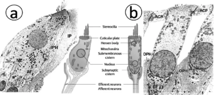 Gambar 5. Membran basilaris dan organ Corti 8