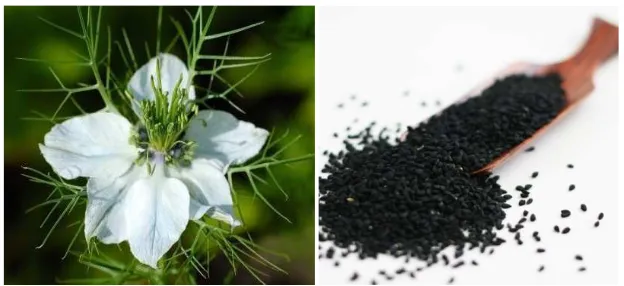 Figure 3 : Black Seed Flower , black Seed Nigella seeds: the miraculous Black 