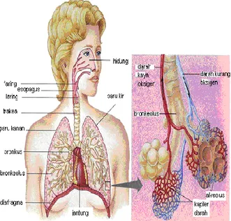 Gambar 1. Sistem pernafasan 