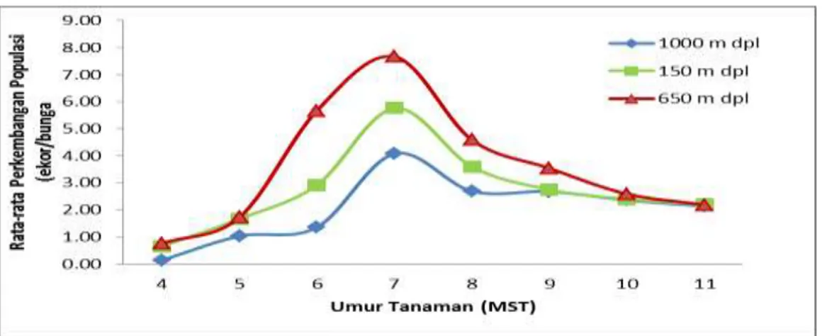 Gambar 1. Perkembangan Populasi T. parvispinus  pada Fase Perkembangan  Tanaman Cabai Besar di Tiga Ketinggian Tempat di Bali 
