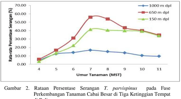 Gambar  2.  Rataan  Persentase  Serangan  T.  parvispinus    pada  Fase  Perkembangan Tanaman Cabai Besar di Tiga Ketinggian Tempat  di Bali 